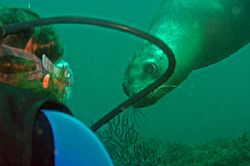 Diver with Curious Sea Lion - Taken in Sea of Cortez (Mex... by Christopher Pendleton 